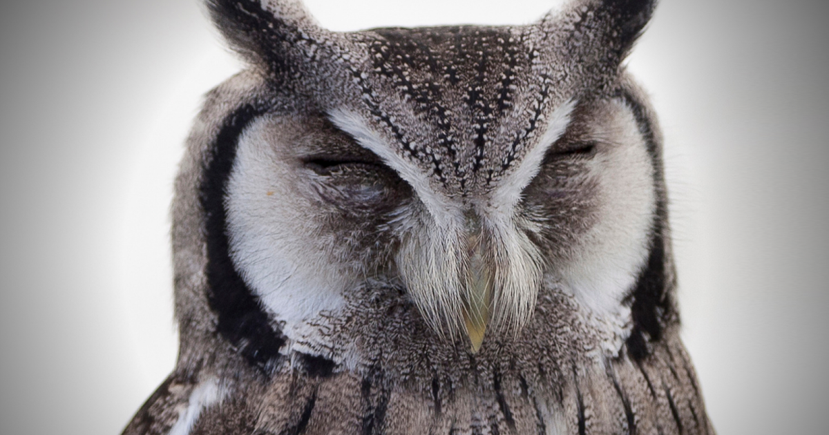 Why owls rotate thier head?