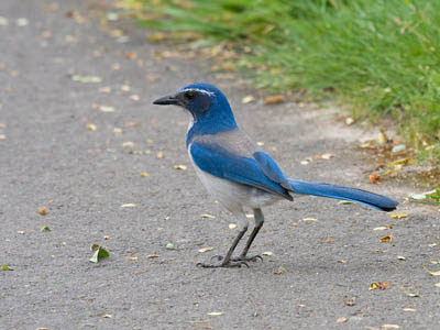 Photo of California Scrub-Jay on sidewalk