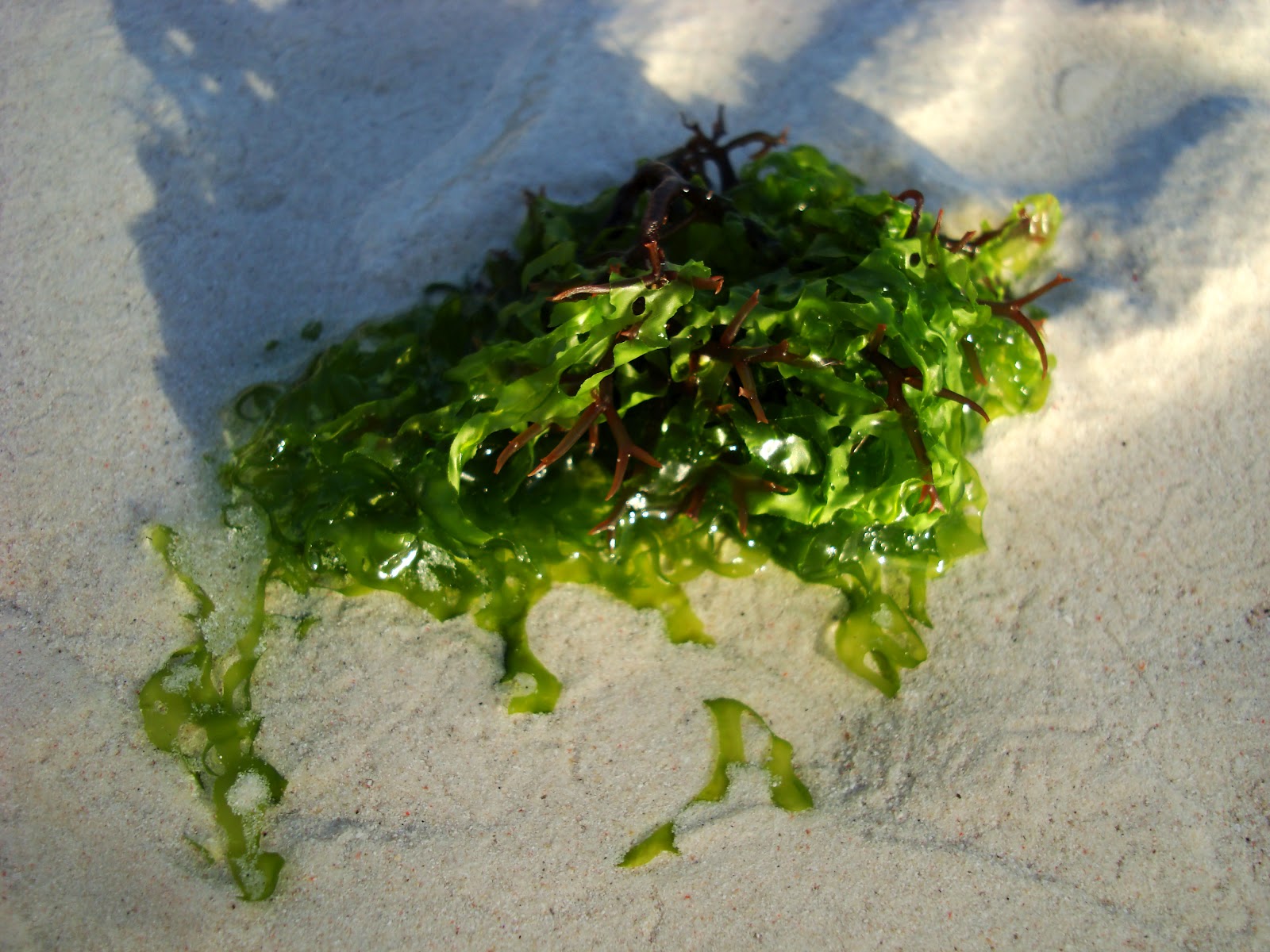 Temperate Climate Permaculture Organic Fertilizers Seaweed