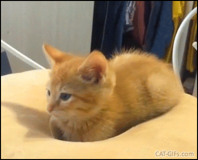 Weird Kitten GIF • Liquid cat just flattening out on the surface. That pillow is made out of quicksand Weird Kitten GIF • Liquid cat just flattening out on the surface. That pillow is made out of quicksand