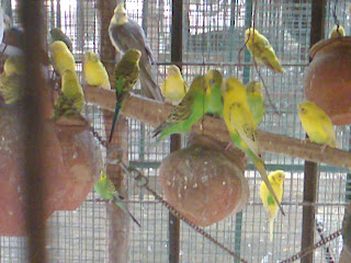 budgerigar australian parrot ahmedabad