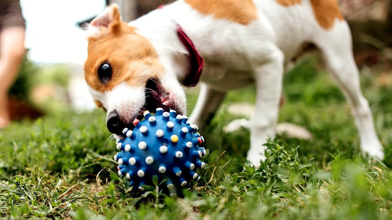 Locust Point, Baltimore Dog Dog Choices