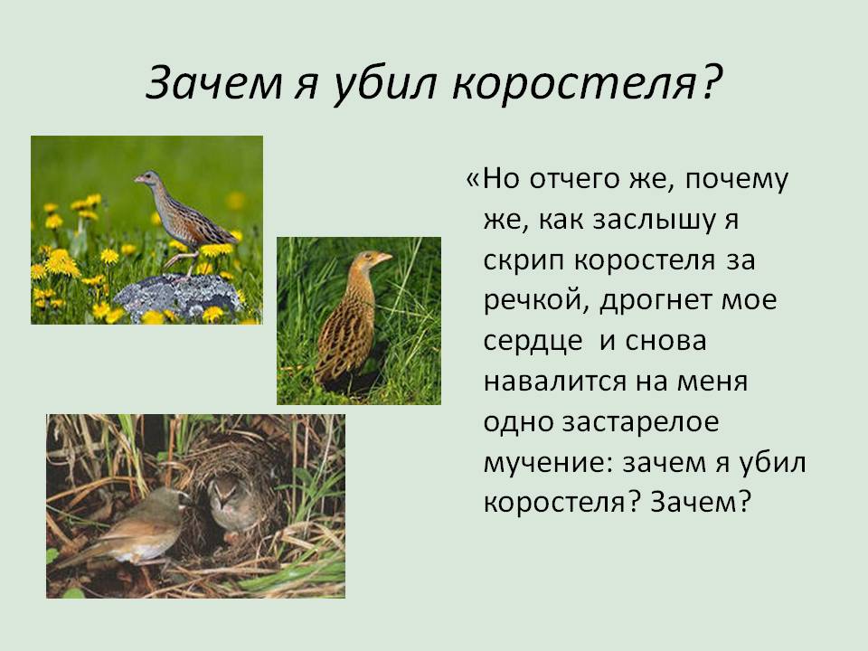 План рассказа храбрый утенок. Рассказ со смыслом. Рассказ злоумышленник. Что называется рассказом. Рассказ зачем тебе квартира.