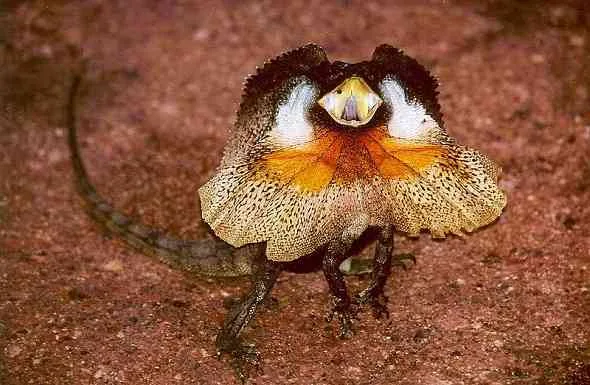 Frill-necked-Lizard-السحلية-المزركشة