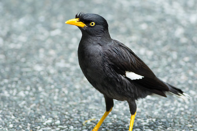 Javan Myna - Singapore Botanic Gardens