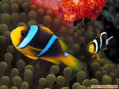 Fish HD Wallpaper for Desktop Fish HD Wallpaper for Desktop