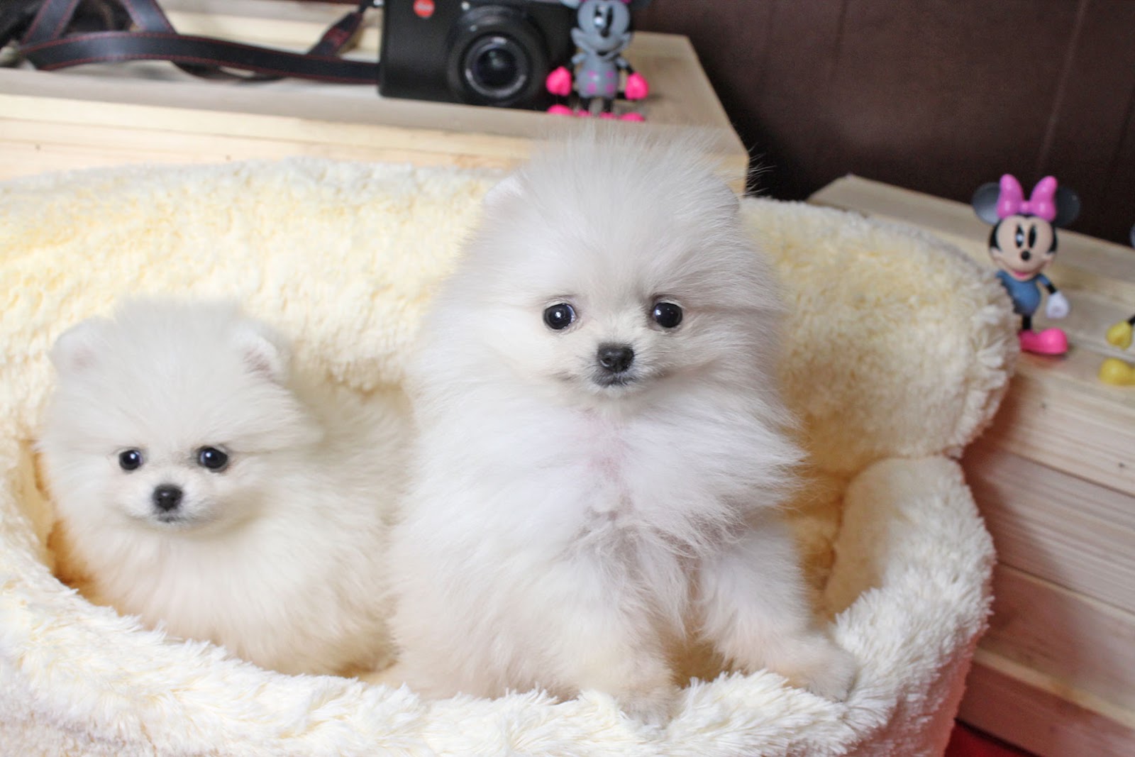 Peakdog (Teacup puppy for sale!) Lovely white pomeranian girls!!