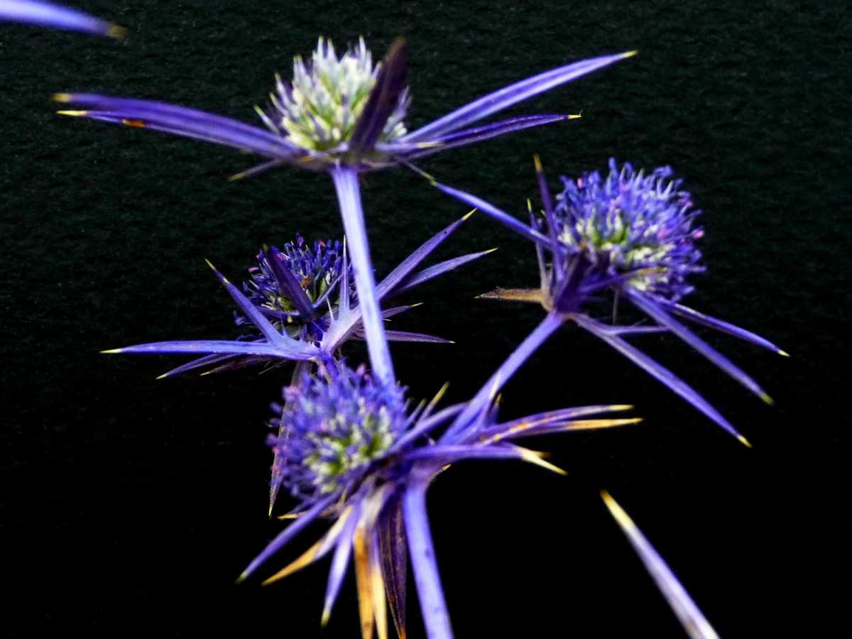 r o b i n 's y a r d Eryngium creticum