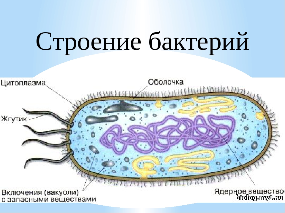 Бактериальная клетка окружена плотной. Строение бактериальной клетки 7 класс биология. Строение бактериальной клетки рисунок. Схема строения бактериальной клетки рисунок. Строение бактериальной клетки без подписей.