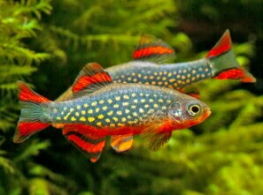 ikan galaxy rasbora