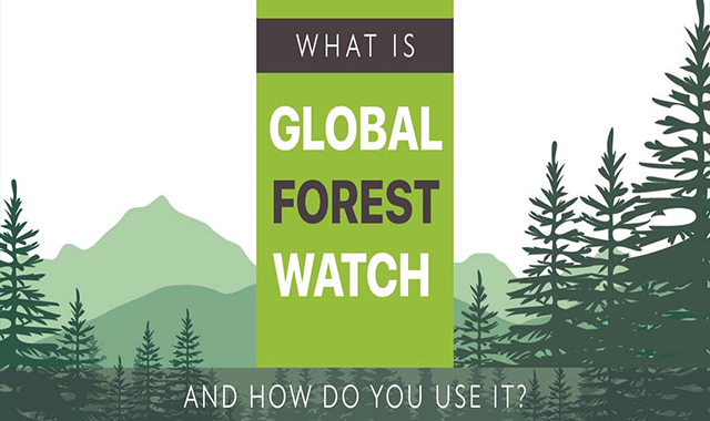 What Is Global Forest Watch and How Do You Use It? 