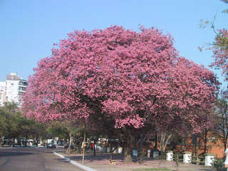 lapacho rosado