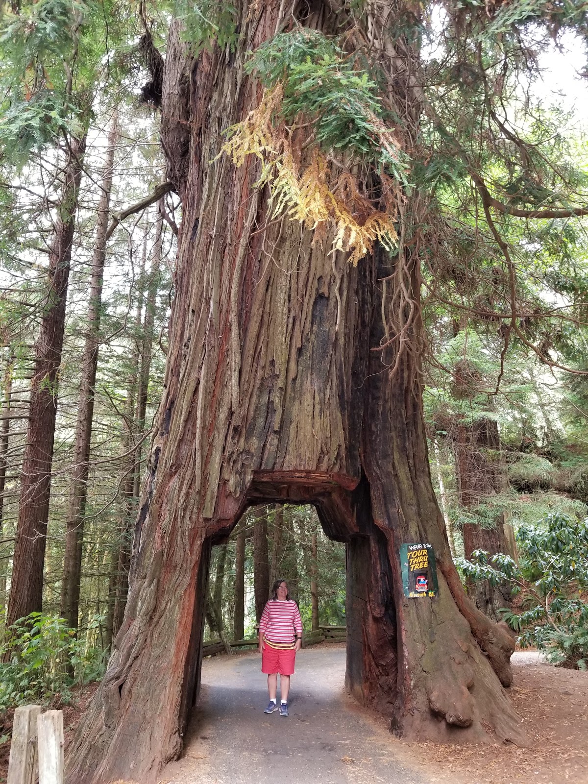 Laure And Quarup Redwood National And State Parks