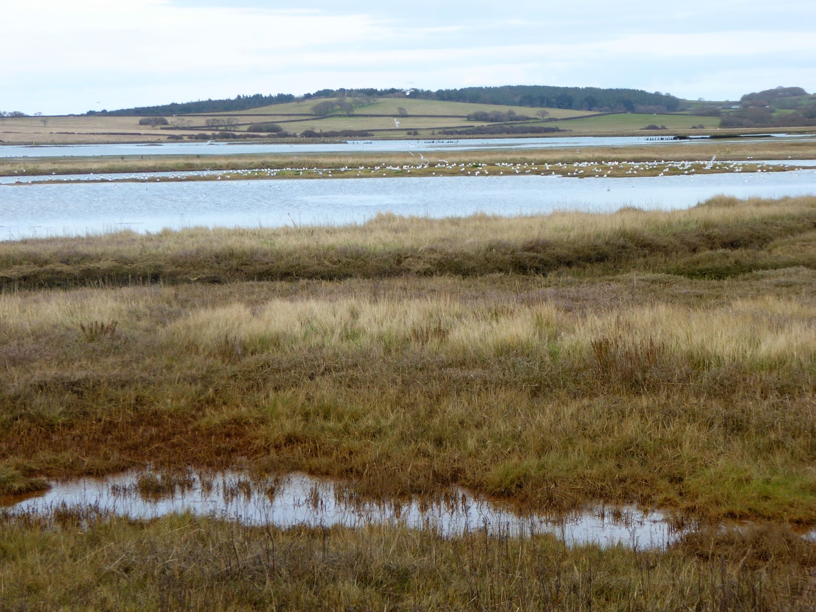 Wild and Wonderful Isle of Wight (6) Mottistone, Newtown NNR and Wildlife Areas