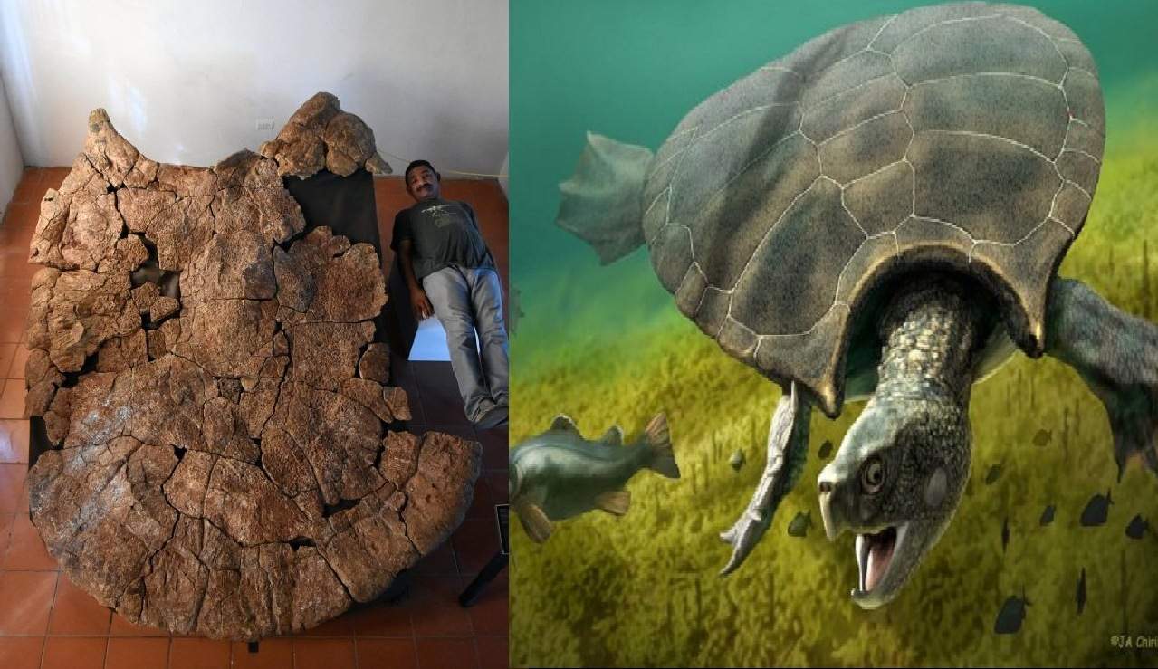 Biggest Turtle That Ever Lived Had 10 Foot Shell With Horns Geology In