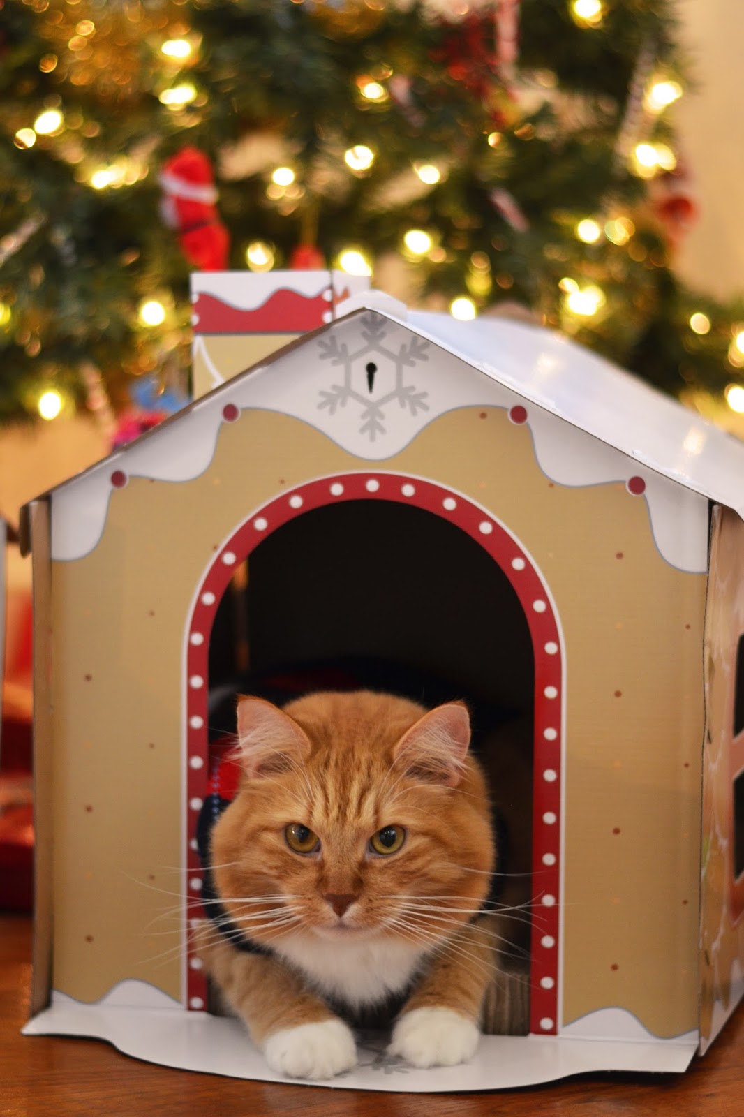 The cats got a new cardboard gingerbread house from Target this year