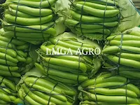 manfaat terong, terong hijau, benih ratih hijau, sayur terong, masakan terong, jual benih terong, toko pertanian, toko online, lmga agro