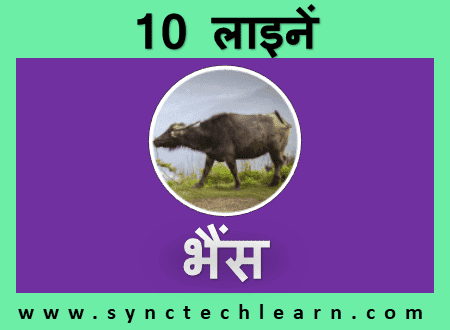 few lines about Buffalo in hindi