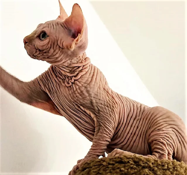 Are breeders creating skin wrinkles on hairless cats deliberately?