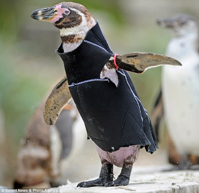 Детеныш пингвина носит гидрокостюм