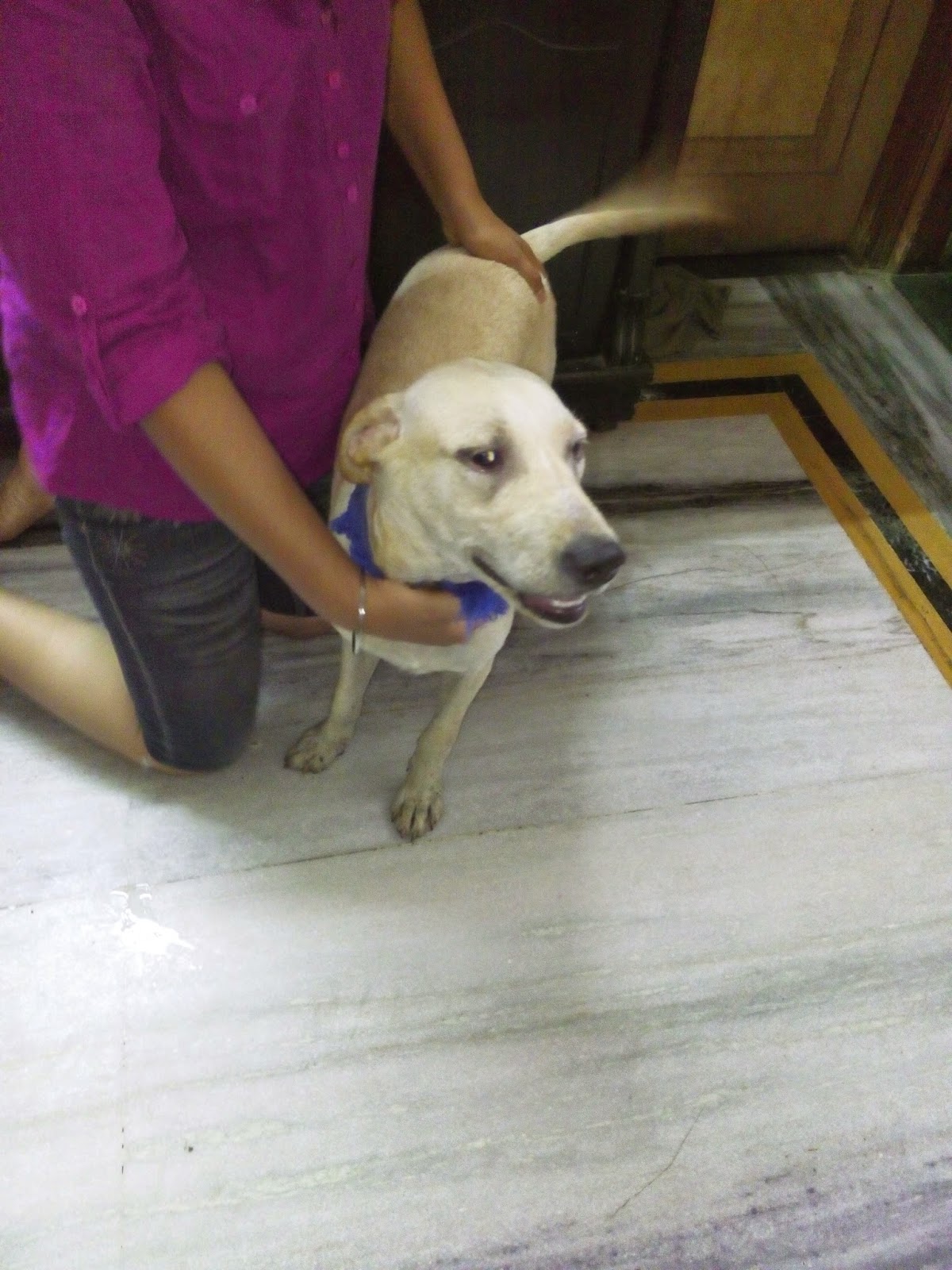 adopt a dog in delhi adopt a dog in delhi