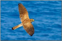 SLIDESHOW - Mediterranean Birding