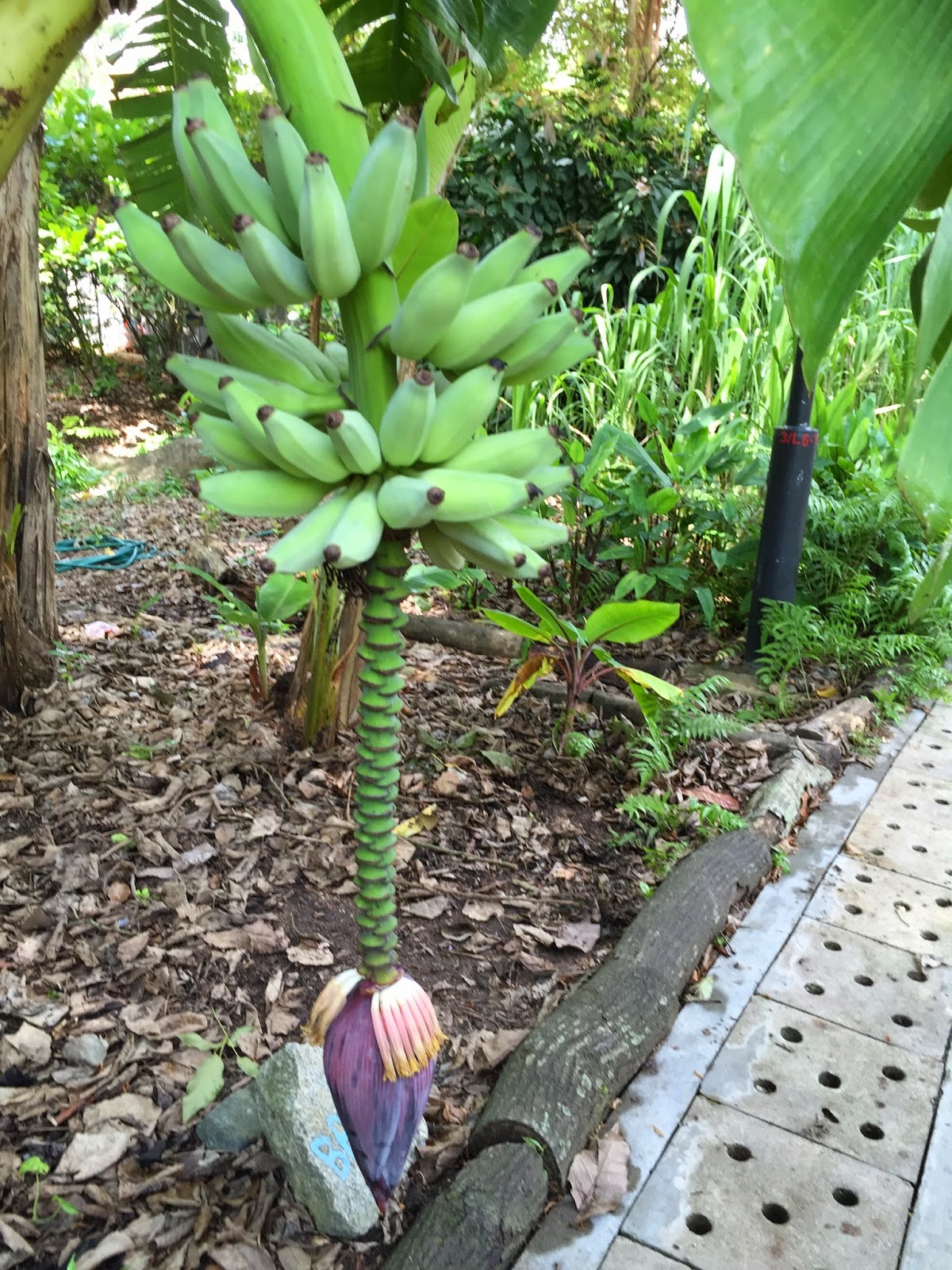 Serena's Greenhouse Where Kids Bloom Flower of Banana Tree at Jacob