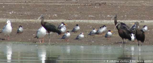 Migrated bird watching at Bhigwan kumbargaon - Simply amazing experience