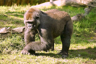 Batı gorili (Gorilla gorilla)