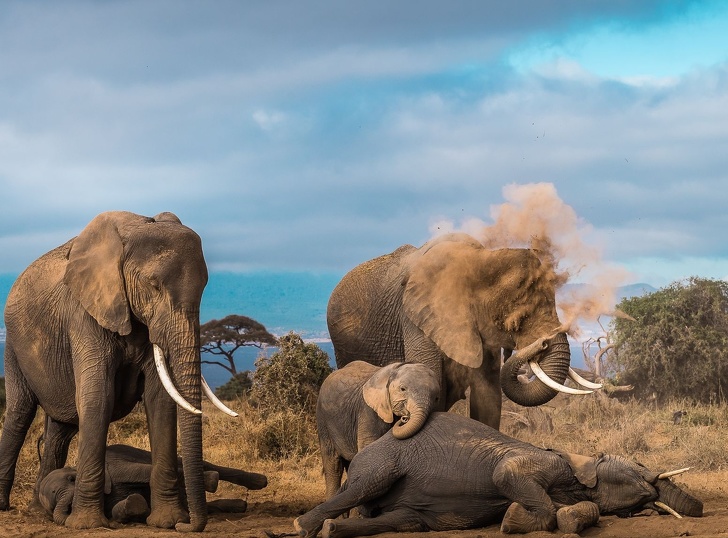 Elephants take dust baths Photography by Nilеsh Shah Creative DIY