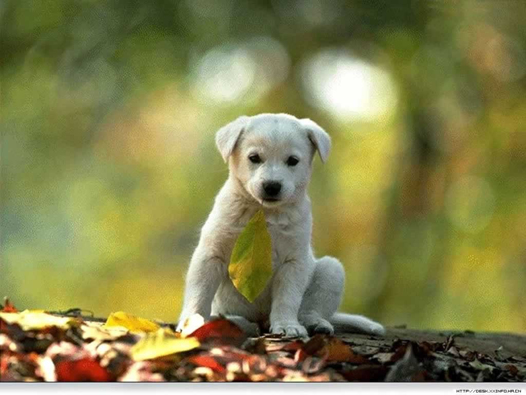 Unique Wallpaper: Happy Puppy