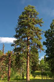 Manfaat Pohon pinus  Manfaat Berbagai Tanaman