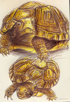 La grenouille et la tortue: croquis de la tortue illustration tortue stylo bille
