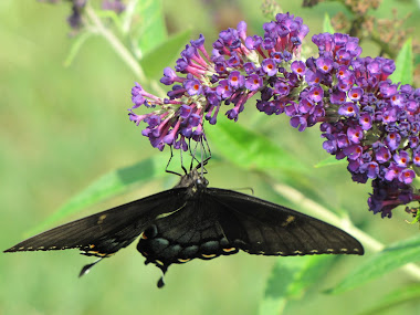 Black Tiger Swallowtail Butterfly Hanging by His Toenails!