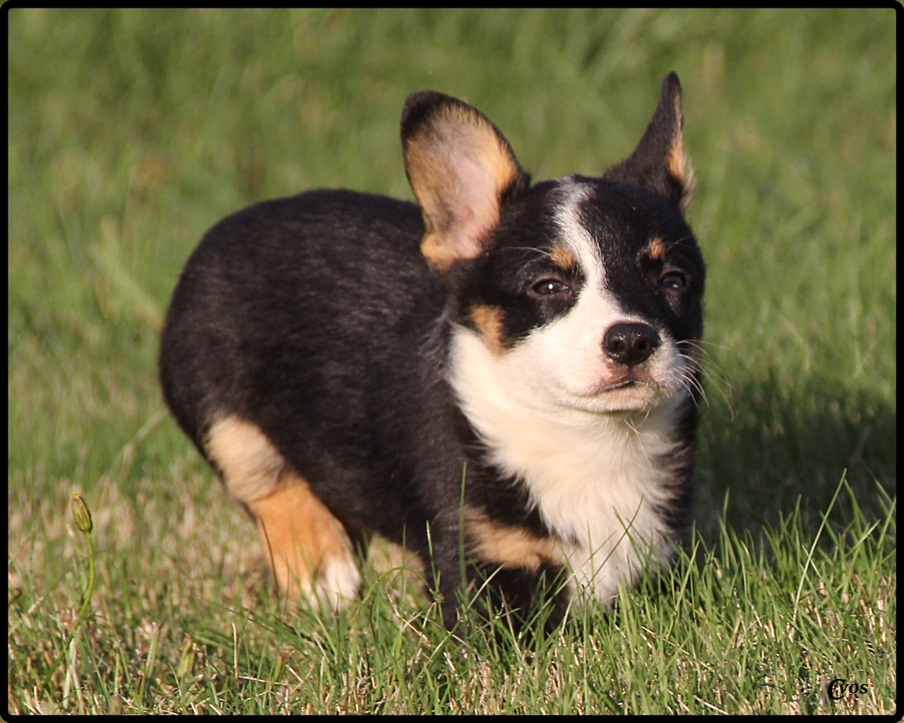 Cowboy Available Puppies