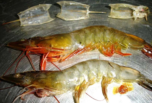 whiteleg shrimp, about whiteleg shrimp, whiteleg shrimp appearance, whiteleg shrimp care, caring whiteleg shrimp, whiteleg shrimp color, whiteleg shrimp characteristics, whiteleg shrimp eggs, whiteleg shrimp facts, whiteleg shrimp for food, whiteleg shrimp farming, whiteleg shrimp farms, whiteleg shrimp history, whiteleg shrimp info, whiteleg shrimp images, whiteleg shrimp origin, whiteleg shrimp photos, whiteleg shrimp pictures, whiteleg shrimp rarity, raising whiteleg shrimp, whiteleg shrimp rearing, raising whiteleg shrimp for food, whiteleg shrimp size, whiteleg shrimp uses, whiteleg shrimp varieties, whiteleg shrimp weight