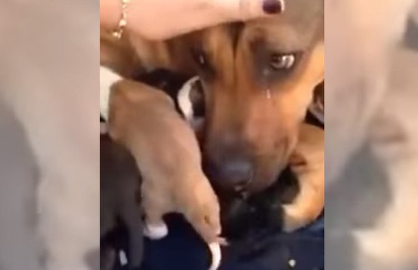 "Плачет": реакция собаки на ее спасение с бойни растрогала Сеть