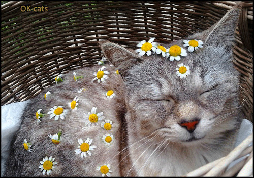 Art Cat GIF • Cool cat resting with vibrating Daisy like flowers on her Art Cat GIF • Cool cat resting with vibrating Daisy like flowers on her