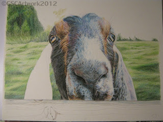 travis nubian goat colored pencil drawing in progress