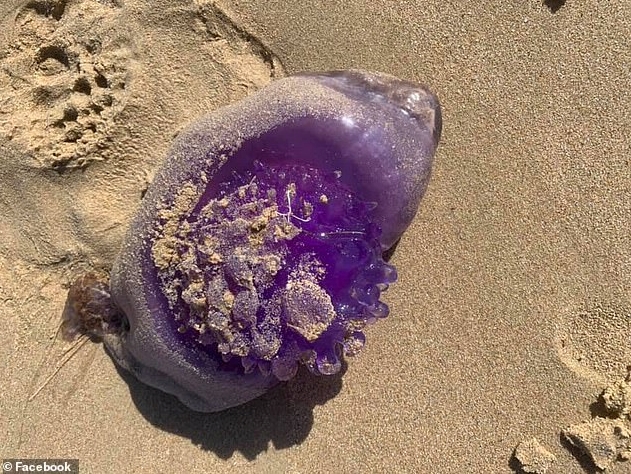 White Wolf : Extremely Rare Purple Jellyfish Washed Up On A Cronulla Beach