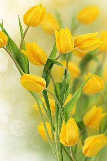 racimo-de-tulipanes-de-color-amarillo
