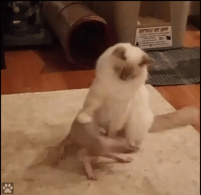Funny Cat GIF • Crazy Sphynx Kitten wants to fight fluffy cat but he forgot how to fight