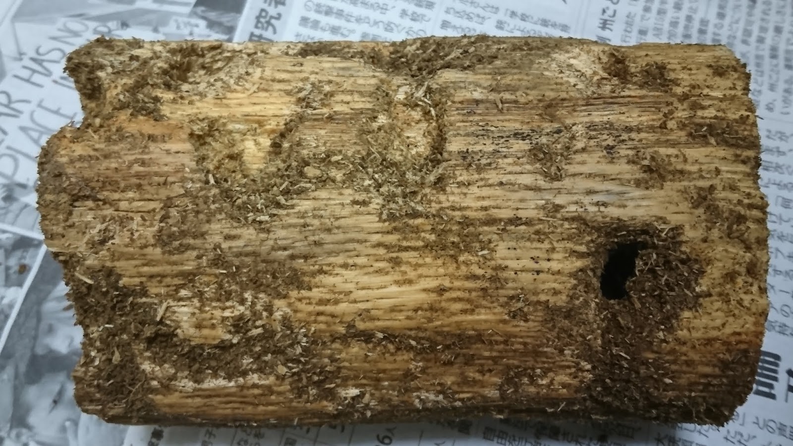 オオコクワガタへの挑戦 18 産卵木の状況