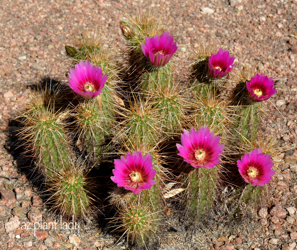Cactus Flowers Color the Desert Landscape Ramblings from a Desert Garden