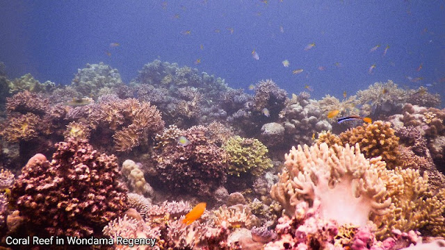 coral reef in Cendrawasih bay national park