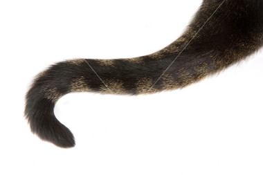 cat_tail