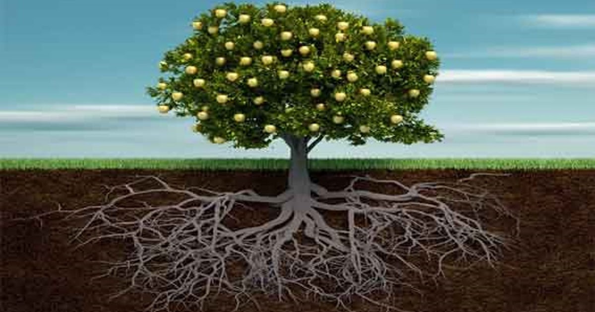 Raiz caule fruto folha biologia básicas ilustração infoescola nadiia Exemplo De Plantas Cuja A Parte Usamos Com Alimentos Raiz