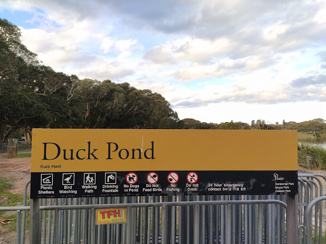 Duck Pond