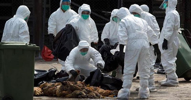 Di Jepang Ratusan Ribu Unggas Dimusnahkan Karena Terjangkit Wabah Flu Burung