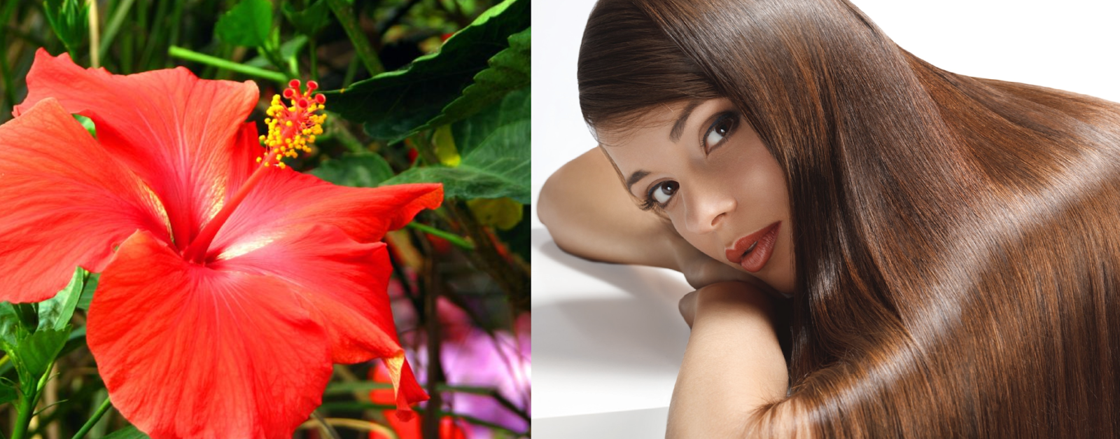 Benefits of HibiscusAmazing ways to use Hibiscus for your Hair problems